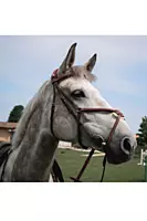 CWD Figure 8 Bridle