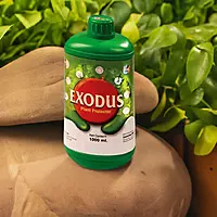 Pasura Exodus