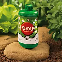 Pasura Exodus