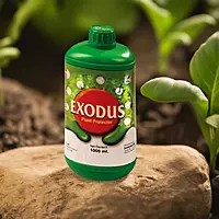 Pasura Exodus