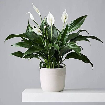 Peace lily Plant