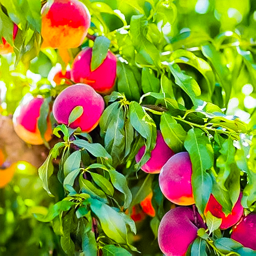 Peach fruit Plant