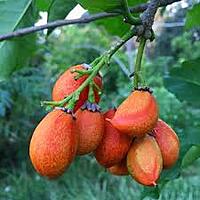 Peanut Butter Fruit – Sweet, Nutty & Exotic