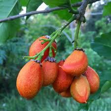 Peanut Butter Fruit – Sweet, Nutty & Exotic