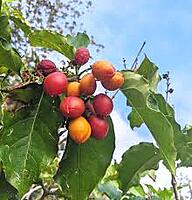 Peanut Butter Fruit – Sweet, Nutty & Exotic