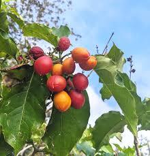 Peanut Butter Fruit – Sweet, Nutty & Exotic