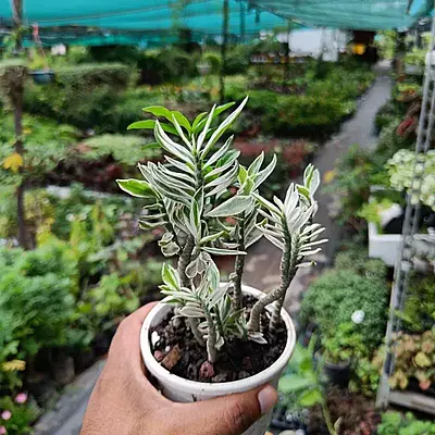 Pedilanthus Big Variegated Pedilanthus Big Variegated