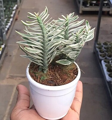 Pedilanthus Big Variegated Pedilanthus Big Variegated