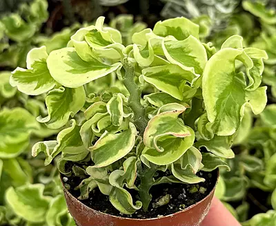 Pedilanthus Curly Green
