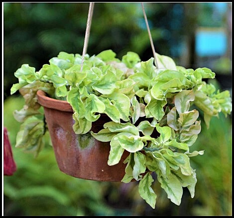 Pedilanthus Curly Green