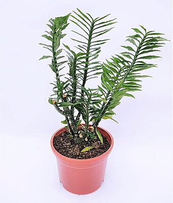 Pedilanthus Green Small Leaf