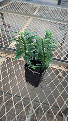 Pedilanthus Green Pedilanthus Green