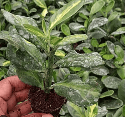 Pedalinathus 'Jurassic Park' Green