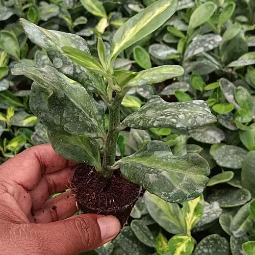 Pedalinathus 'Jurassic Park' Green