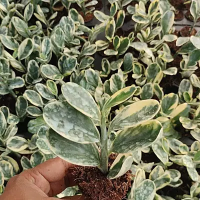 Pedilanthus Small Variegated