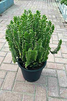 Pedilanthus Tithymaloides Green