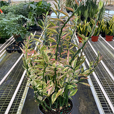 Pedilanthus Tithymaloides Variegated