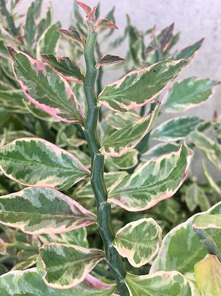 Pedilanthus Tithymaloides Variegated