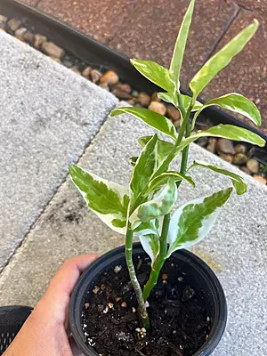 Pedilanthus Jurassic park Pedilanthus Jurassic park