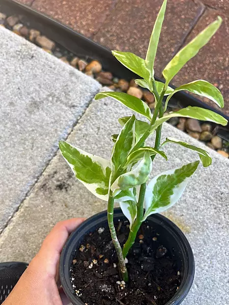 Pedilanthus Jurassic park