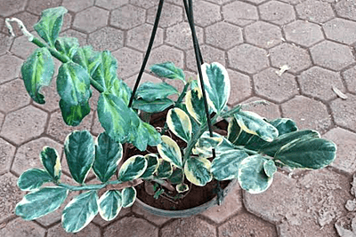 Pedilanthus Small Variegated Pedilanthus Small Variegated