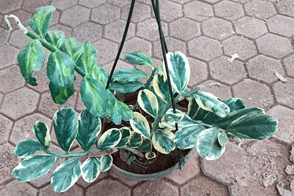 Pedilanthus Small Variegated