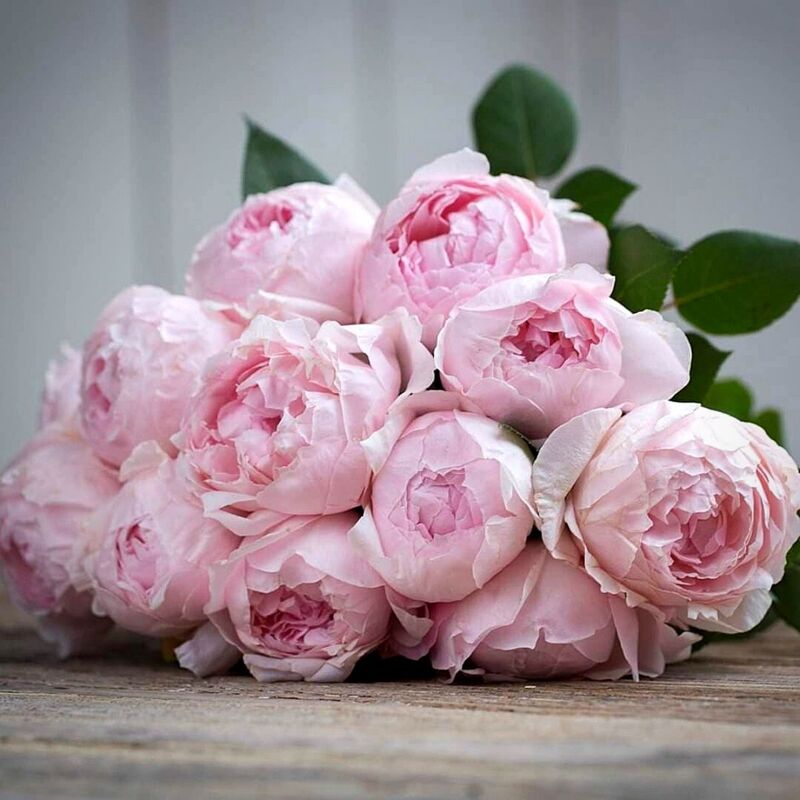 Peony Flower Rose