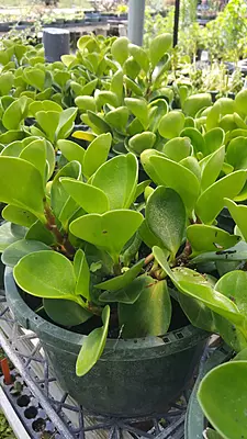 Peperomia Jade