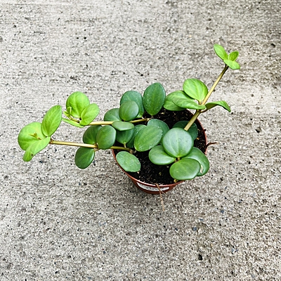 Peperomia Jade