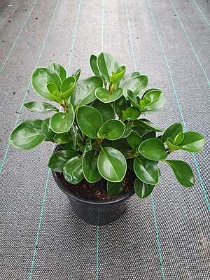 Peperomia Jade