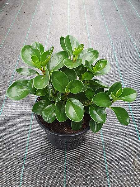 Peperomia Jade