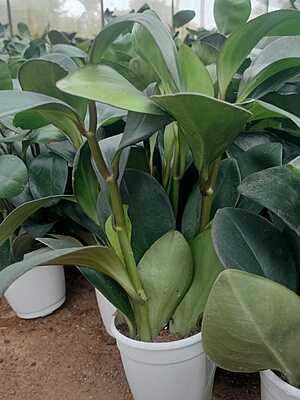 Peperomia obtusa Peperomia obtusa