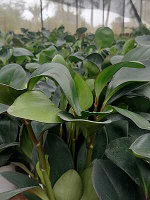 Peperomia obtusa Peperomia obtusa