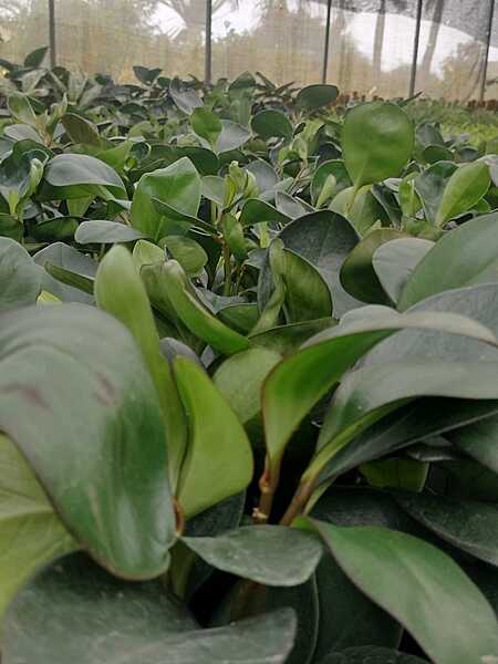 Peperomia obtusa Peperomia obtusa