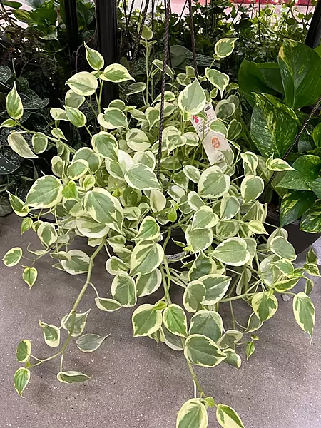 Peperomia Scandense