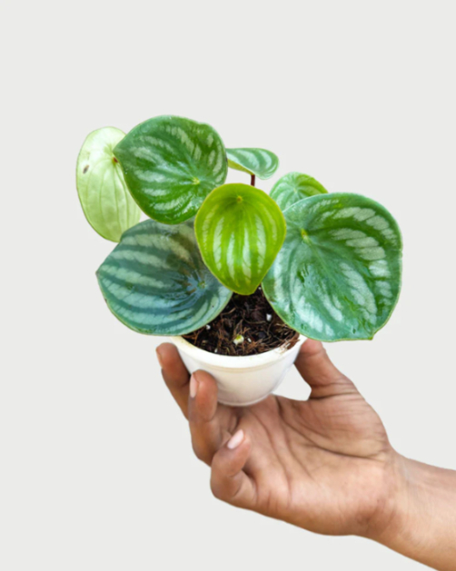 Watermelon Peperomia Plant 8.5cm Pot