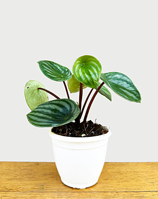 Watermelon Peperomia Plant 8.5cm Pot
