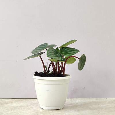 Watermelon Peperomia Plant 8.5cm Pot