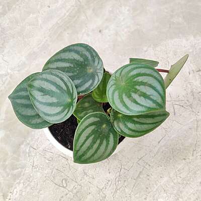 Watermelon Peperomia Plant 8.5cm Pot