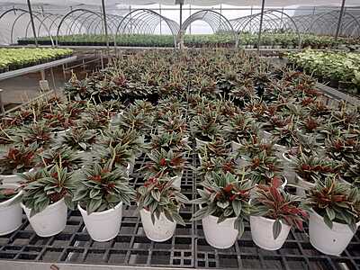 Peperomia black Peperomia black