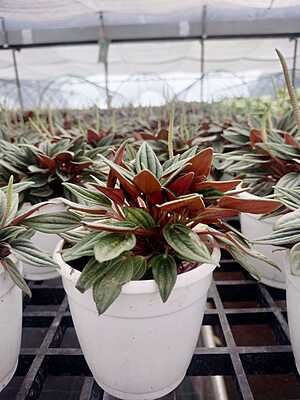 Peperomia black Peperomia black