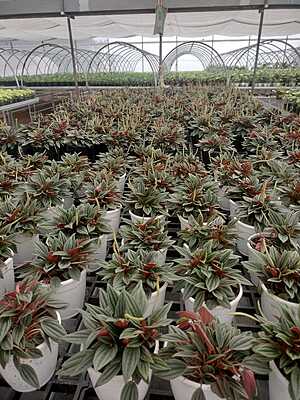 Peperomia black Peperomia black