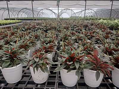 Peperomia black Peperomia black