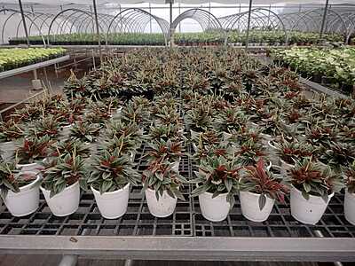 Peperomia black Peperomia black