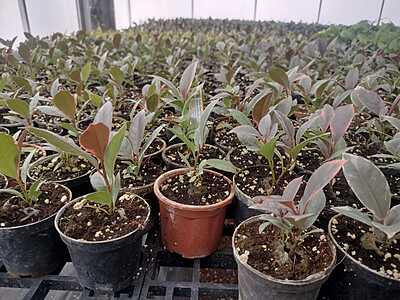 Peperomia green Peperomia green