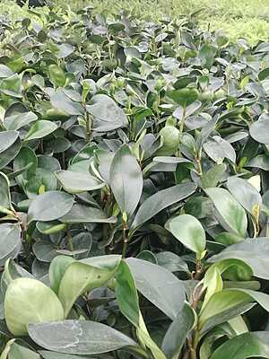 Peperomia green Peperomia green