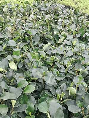 Peperomia green Peperomia green