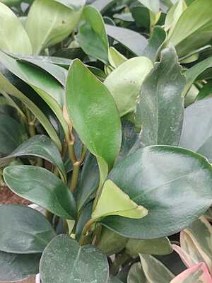 Peperomia green Peperomia green