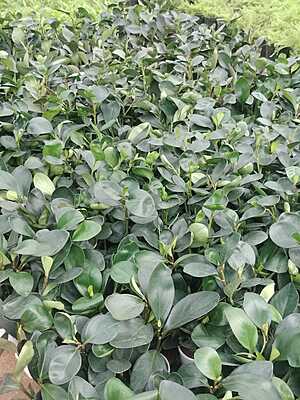 Peperomia green Peperomia green