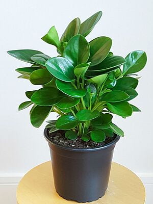 Peperomia obtusifolia (Baby Rubber Plant) - World of Succulents